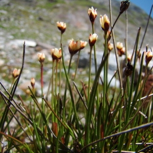 Photographie n°165157 du taxon Juncus triglumis L. [1753]