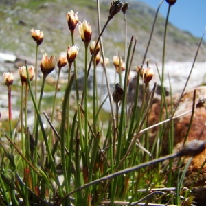 Photographie n°165158 du taxon Juncus triglumis L. [1753]