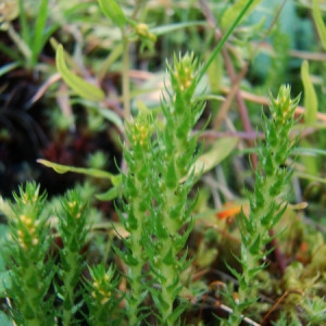  - Selaginella selaginoides (L.) P.Beauv. ex Schrank & Mart. [1829]