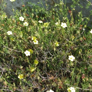 Photographie n°165208 du taxon Fumana procumbens (Dunal) Gren. & Godr. [1847]