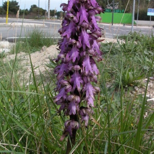 Photographie n°165209 du taxon Himantoglossum robertianum (Loisel.) P.Delforge [1999]