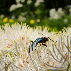 Photographie n°165219 du taxon Thalictrum aquilegiifolium L. [1753]