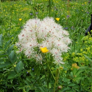 Photographie n°165220 du taxon Thalictrum aquilegiifolium L. [1753]