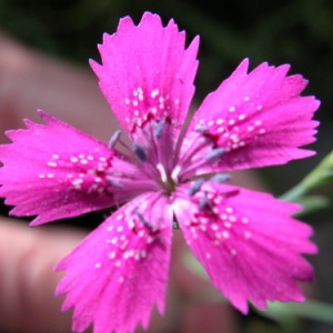 Photographie n°165227 du taxon Dianthus caryophyllus L. [1753]