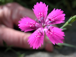 Claude FIGUREAU, le 25 juin 2006 (Cirque de Gavarnie)