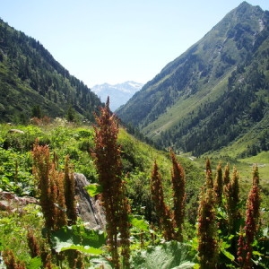 Photographie n°165229 du taxon Rumex alpinus L. [1759]
