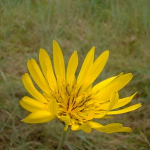 Photographie n°165256 du taxon Tragopogon pratensis L. [1753]