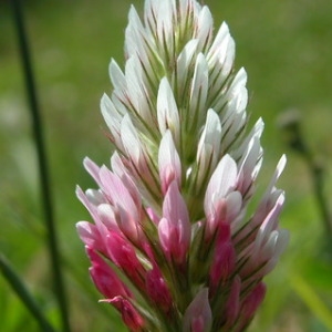 Photographie n°165260 du taxon Trifolium incarnatum L. [1753]