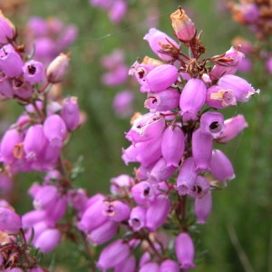 Photographie n°165263 du taxon Erica cinerea L. [1753]