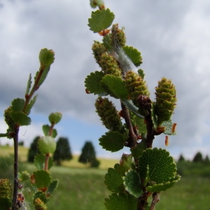 Photographie n°165279 du taxon Betula nana L. [1753]