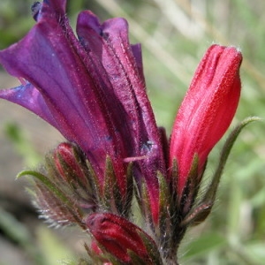 Photographie n°165283 du taxon Echium creticum L. [1753]