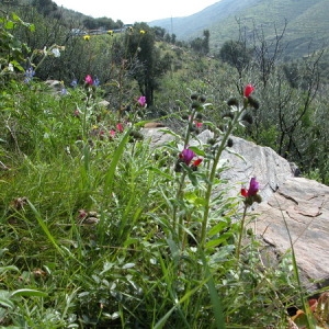 Photographie n°165284 du taxon Echium creticum L. [1753]