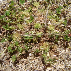 Photographie n°165290 du taxon Trifolium suffocatum L. [1771]