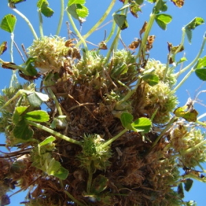 Photographie n°165291 du taxon Trifolium suffocatum L. [1771]