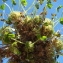  Claude FIGUREAU - Trifolium suffocatum L. [1771]