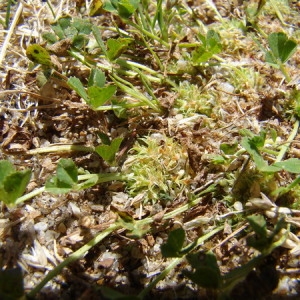 Photographie n°165293 du taxon Trifolium suffocatum L. [1771]