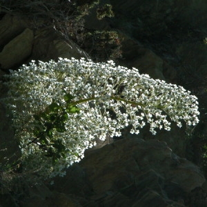 Photographie n°165306 du taxon Saxifraga longifolia Lapeyr. [1801]