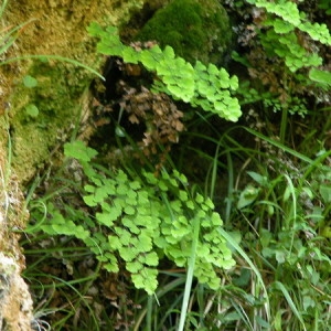 Photographie n°165309 du taxon Adiantum capillus-veneris L. [1753]