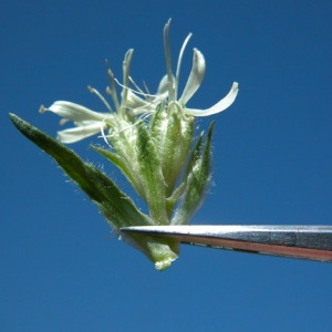 Photographie n°165312 du taxon Saponaria bellidifolia Sm. [1791]