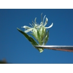 Smegmathamnium bellidifolium (Sm.) Rchb. (Saponaire à feuilles de pâquerette)