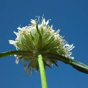 Photographie n°165313 du taxon Saponaria bellidifolia Sm. [1791]