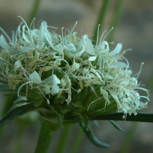  - Saponaria bellidifolia Sm. [1791]