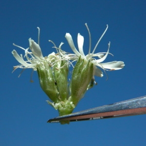  - Saponaria bellidifolia Sm. [1791]