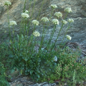  - Saponaria bellidifolia Sm. [1791]