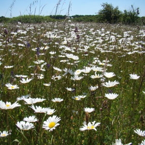 Photographie n°165322 du taxon Leucanthemum vulgare Lam. [1779]