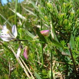 Photographie n°165340 du taxon Polygala serpyllifolia Hosé [1797]