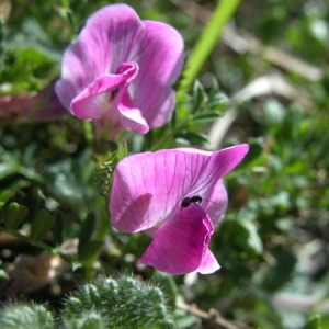  - Vicia pyrenaica Pourr. [1788]