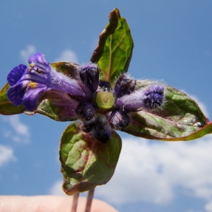 Photographie n°165365 du taxon Ajuga reptans L. [1753]