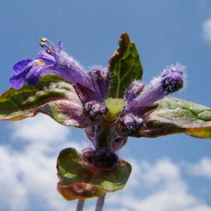 Photographie n°165374 du taxon Ajuga reptans L. [1753]