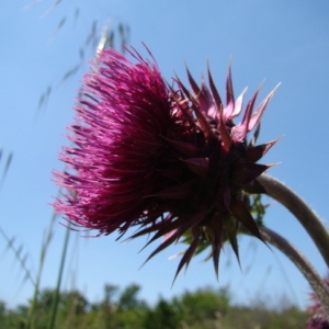 Photographie n°165382 du taxon Carduus nutans L. [1753]