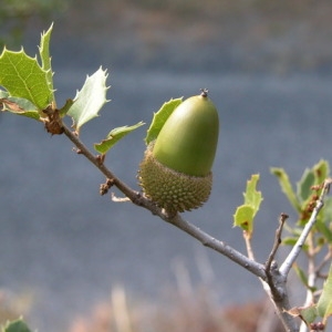 Photographie n°165405 du taxon Quercus coccifera L. [1753]