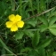  Claude FIGUREAU - Potentilla reptans L. [1753]