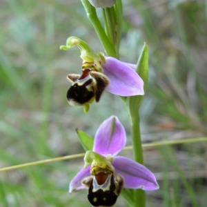  - Ophrys x pseudapifera Caldesi [1880]