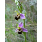 Ophrys ×pseudoapifera Caldesi