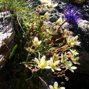 Photographie n°165432 du taxon Saxifraga bryoides L. [1753]