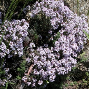 Photographie n°165434 du taxon Thymus vulgaris L. [1753]