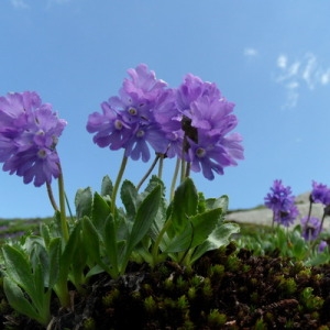 Primula glutinosa Jacq. (Primevère visqueuse)