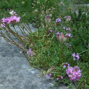 Photographie n°165474 du taxon Saponaria caespitosa DC. [1808]