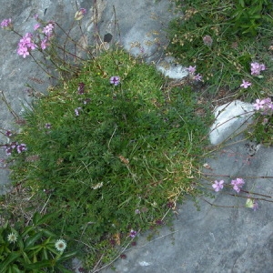 Photographie n°165475 du taxon Saponaria caespitosa DC. [1808]