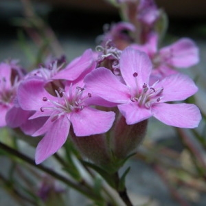  - Saponaria caespitosa DC. [1808]