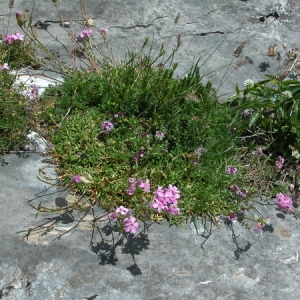 Photographie n°165477 du taxon Saponaria caespitosa DC. [1808]