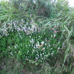 Photographie n°165478 du taxon Erica vagans L. [1770]