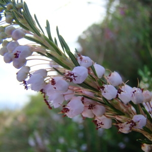 Photographie n°165479 du taxon Erica vagans L. [1770]