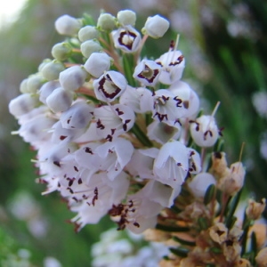 Photographie n°165480 du taxon Erica vagans L. [1770]