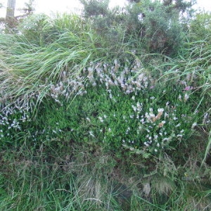 Photographie n°165481 du taxon Erica vagans L. [1770]