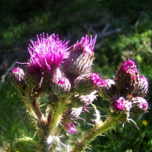 Photographie n°165482 du taxon Cirsium palustre (L.) Scop. [1772]